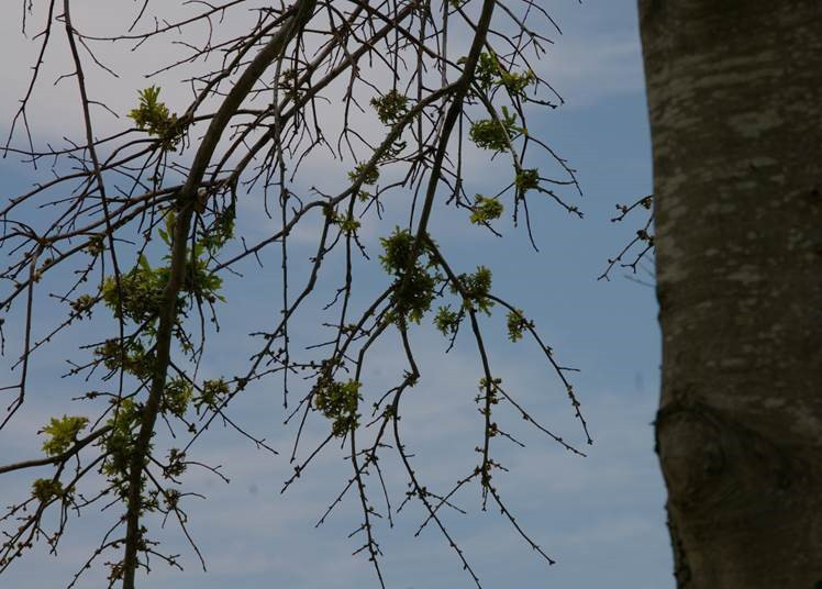 Lichen growing on tree branchesjpg